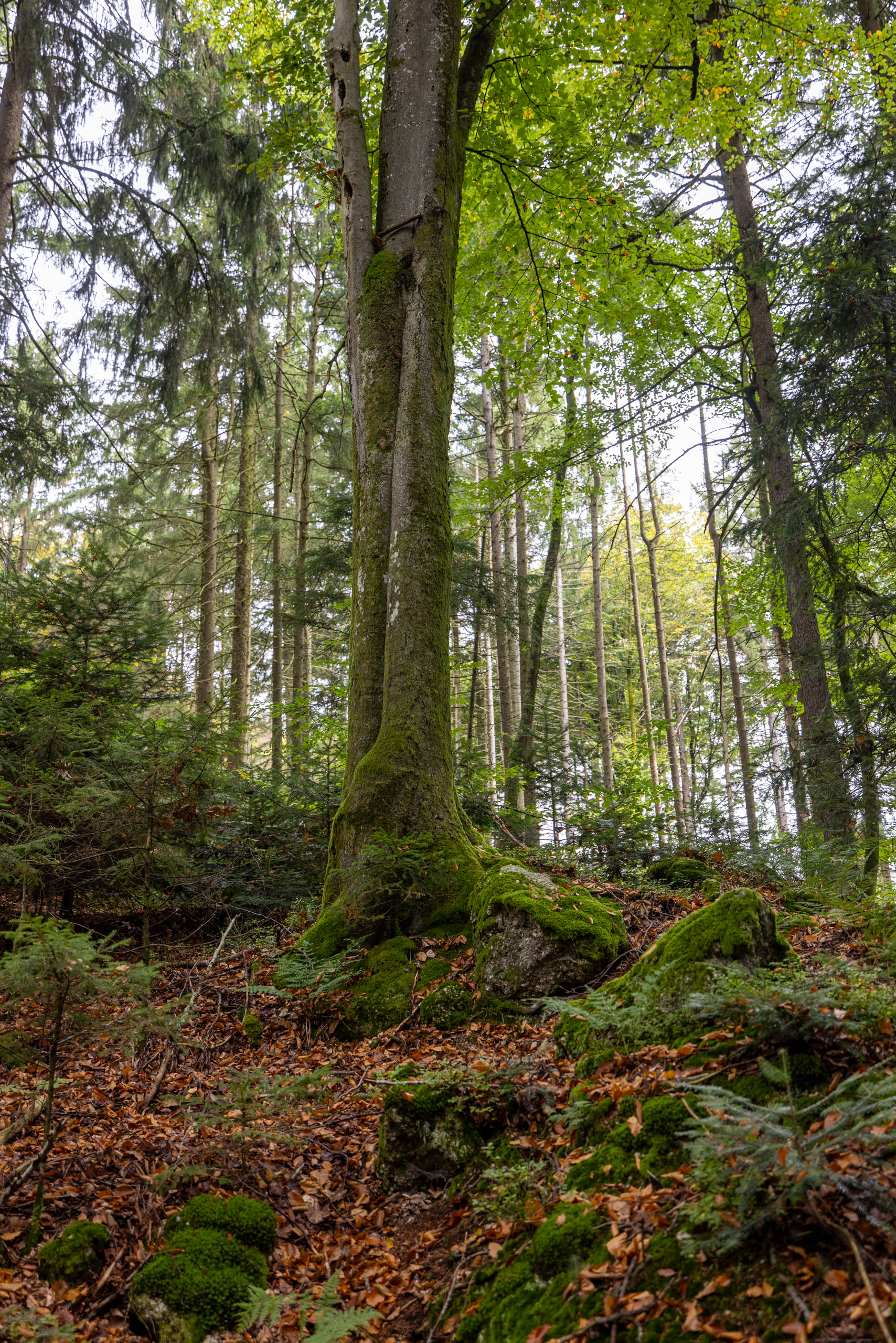 20231015114015 R5D 4427